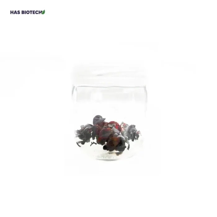 Loropetalum chinense