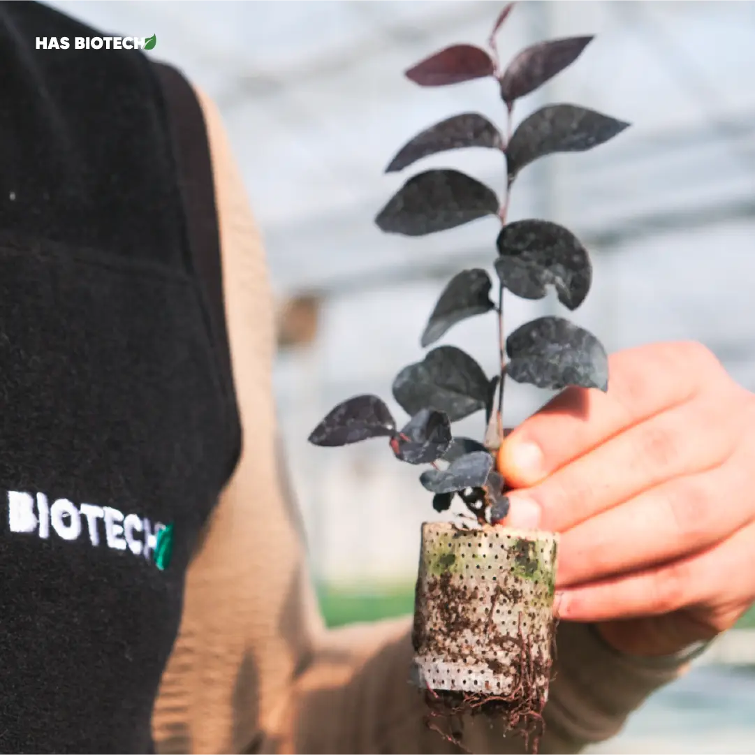 DSCF0573 (2) Loropetalum chinense