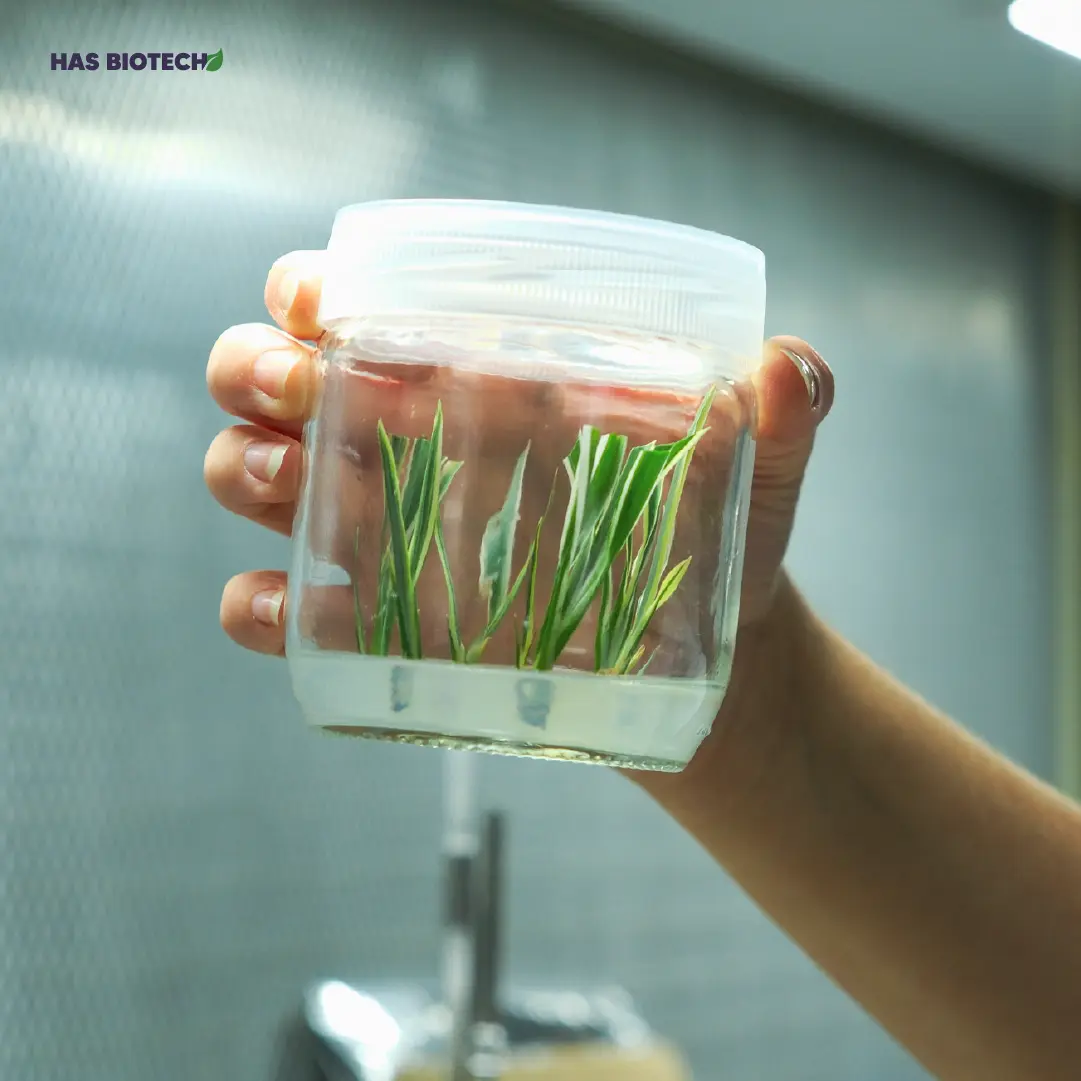 DSCF0619 Dianella sp