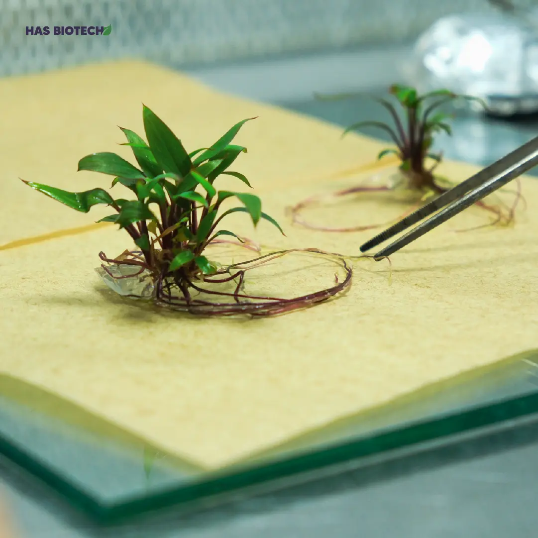 DSCF0638 cordyline sp