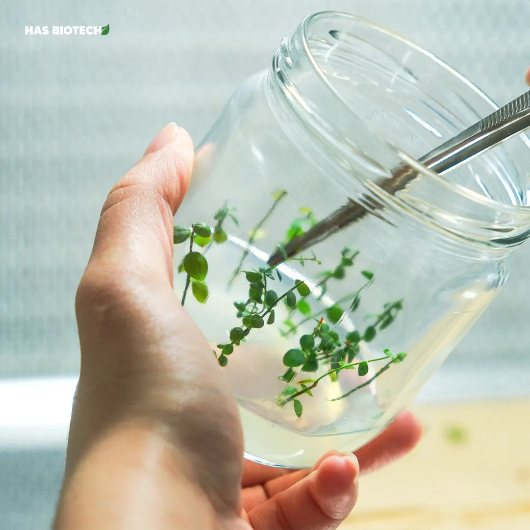 DSCF0751 Vaccinium sp