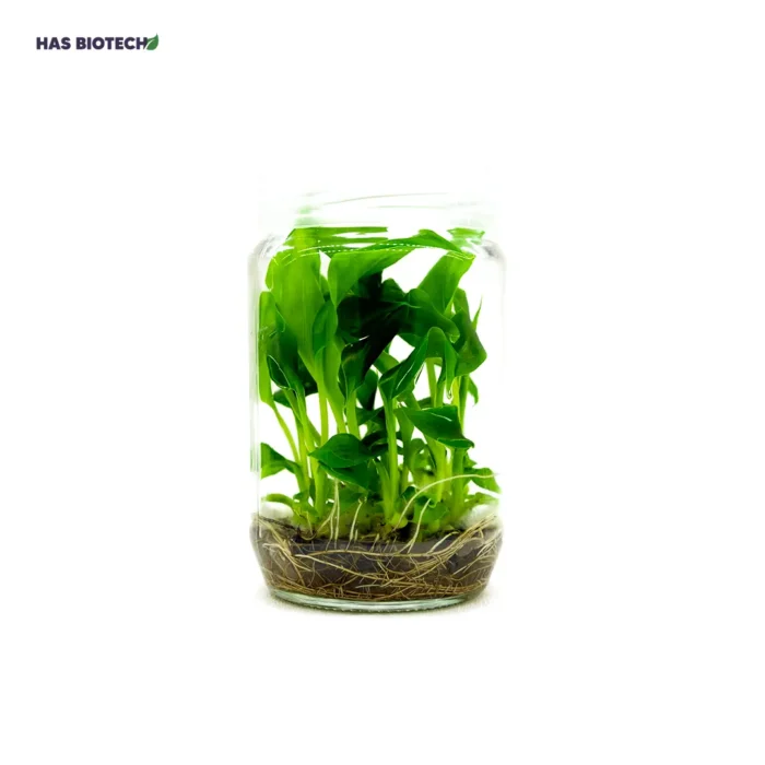 Tropikal ve Subtropikal Bitkiler